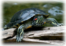 Basking Red-Eared Slider