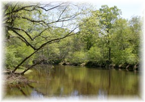 Mattaponi River at Zoar on 5/2/06