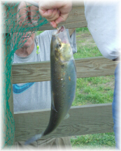 American Shad - Aylett Boat Landing