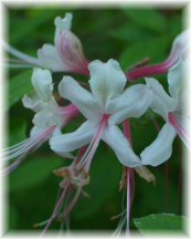Wild Azalea along the Zoar Nature Trail
