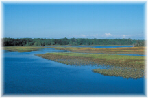 Freshwater Tidal Marshes